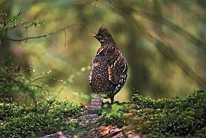 Ruffed grouse on mossy log in rainforest
