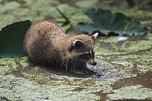 Raccoon foraging in water
