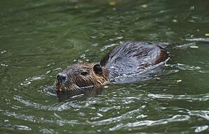 Nutria (Myocastor coypus) swimming in water
