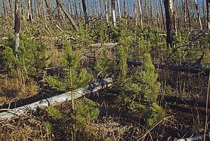 New growth lodgepole pines in burnt area, Yellowstone National Park, Wyoming, USA