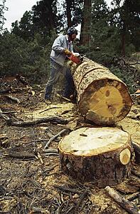 Man using chain saw to cut ponderosa pine log for firewood
