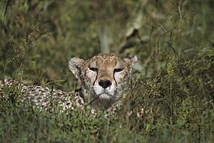 Cheetah reclining in vegetation, East Africa