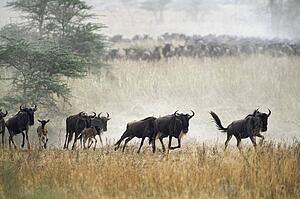 Herd of blue wildebeest running, Tanzania, Africa