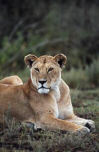 Lioness reclining, Africa