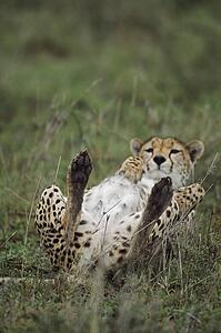 Cheetah lying on its back, Africa