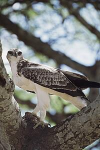 African hawk eagle with prey in the fork of a branch, Africa