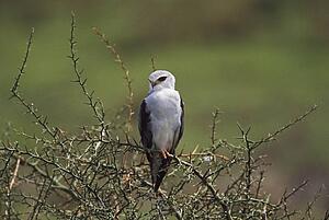 Black-shouldered kite perched on branch, Africa