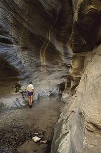 Adult male examining sandstone formation in narrow canyon, Orderville Canyon, Zion National Park, Utah, USA