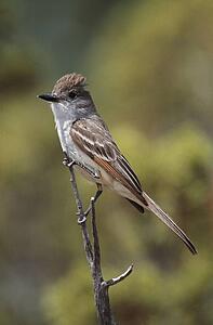 Ash-throated flycatcher perched on twig