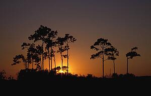 Sunrise behind slash pine trees (Pinus elliottii)
