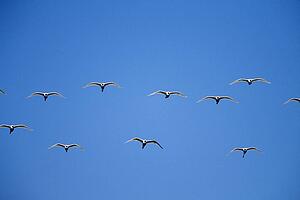 Cattle egrets (Bubulcus ibis) flying in open flock