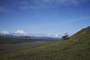Caribou bull with Mount Mckinley, Alaska, USA