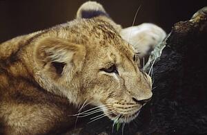 Portrait of lion cub resting on log