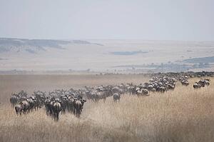 Migrating herd of wildebeest, Masai Mara, Kenya, Africa