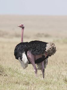 Male ostrich, Masai Mara, Kenya, Africa