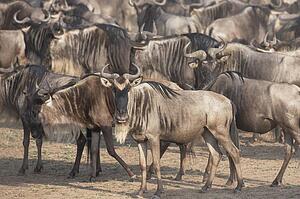Migrating herd of wildebeest, Masai Mara, Kenya, Africa