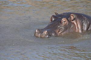 Hippopotamus in water, Masai Mara, Kenya, Africa