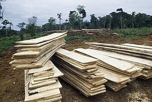 Lumber cut from rainforest, Cordillera Central, Costa Rica, Central America