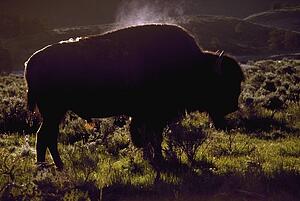 Bison