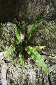Plant growing out of a rock