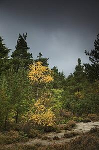 Leaves of trees changing color