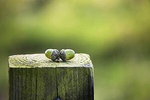 Acorns on a wooden post