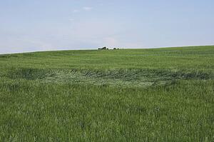 Green wheat field damaged by hail, Alberta, Canada