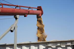 Loading harvested wheat into truck, Alberta, Canada