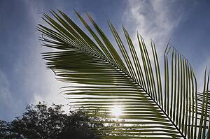Palm leaf frond in sunlight, Costa Rica