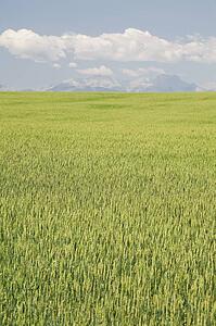 Unripe wheat field, Alberta, Canada