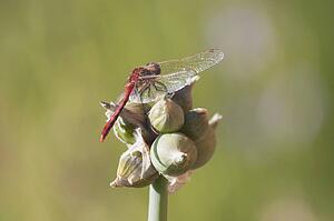 Close-up of dragonfly, Calgary, Alberta, Canada