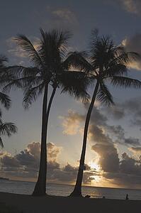 Silhouette of palm trees at sunset, Kauai, Hawaii, USA