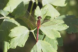 Dragonfly perched on leaf, Calgary, Alberta, Canada