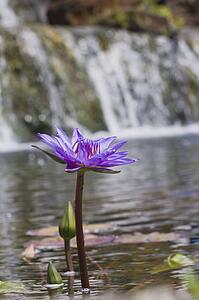 water lily, kauai, hawaii