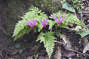 Purple orchids and ferns, Corsica, France