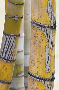 Close-up detail of bamboo stalks, Kauai, Hawaii, USA