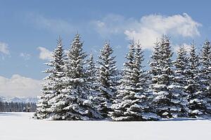 Snow-covered evergreens with hikers in the distance, Calgary, Alberta, Canada