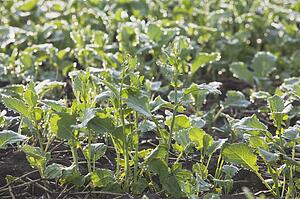 Young canola plants, Alberta, Canada