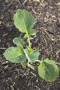 young canola plant