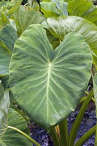 Close-up of taro leaves, Maui, Hawaii, USA