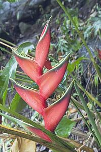 Close-up of tropical flower, Maui, Hawaii, USA