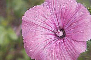 Close-up of dew-covered pink morning glory, Calgary, Alberta, Canada