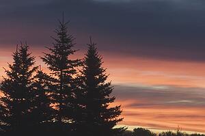 evergreen trees at sunrise, calgary, alberta, canada
