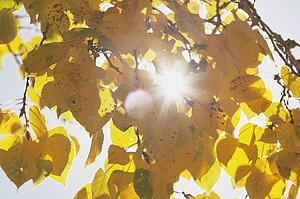 Golden autumn leaves on tree, Calgary, Alberta, Canada