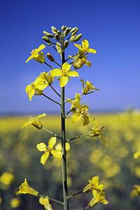 flowering canola, alberta, canada