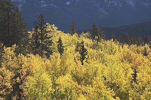 Treetops in autumn, Banff National Park, Alberta, Canada