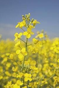 flowering canola, alberta, canada