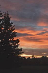 Silhouette of evergreen at sunrise, Calgary, Alberta, Canada