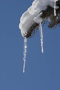 Icicle on evergreen tree