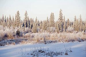 Frost on trees, Elbow River, Alberta, Canada